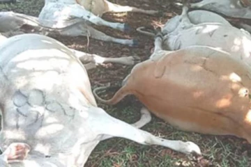 පොකුරු අකුණක් වැදී ගව රංචුවක් මියයයි..!