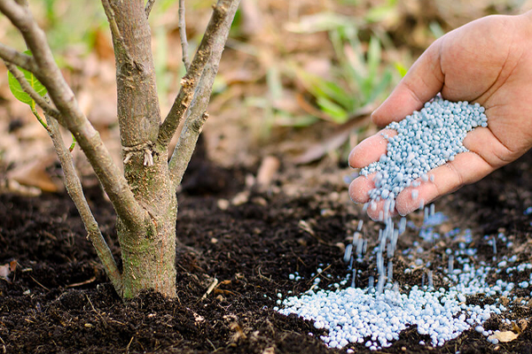 உரங்கள் தொடர்பில் வெளியான தகல்கள் | Publications On Fertilizers