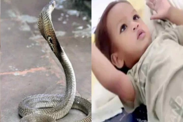 பொம்மை என நினைத்து பாம்பை கடித்த 1 வயது குழந்தை - அடுத்து நடந்த அதிர்ச்சி