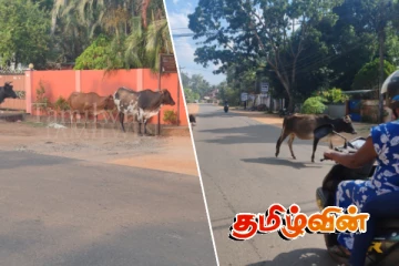 வவுனியாவில் கட்டாக்காலி மாடுகளால் ஏற்படும் பெரும் ஆபத்துக்கள்!