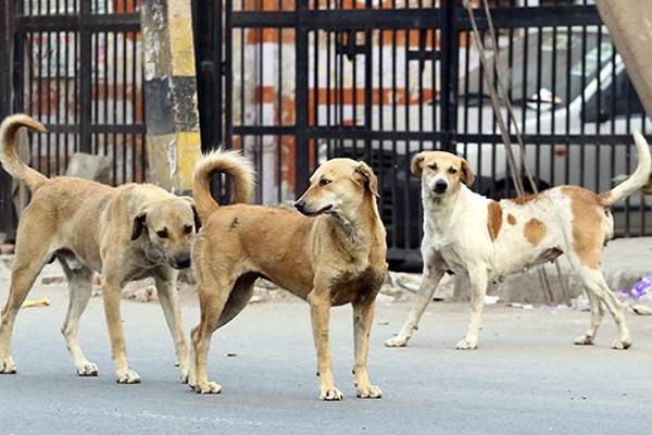 street dogs