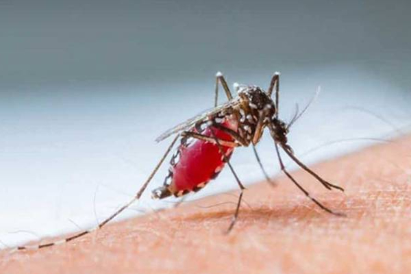 இலங்கையில் டெங்கு நோயால் 31 பேர் உயிரிழப்பு! | Sri Lanka 31 Peoples Death Due To Dengue