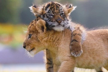 කොටි මවක් සිය පැටවා ප්‍රතික්ෂේප කරයි.. හේතුව වෛද්‍යවරුන් කියයි..