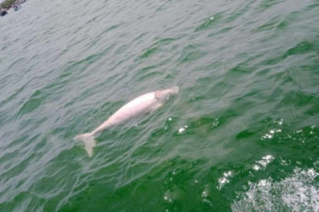 பச்சை நிறமாக மாறிய கடல்;  இறந்து கரையொதுங்கும் மீன்கள்; அச்சத்தில் மீனவர்கள்