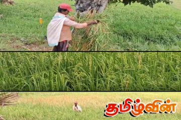 காட்டு வேளாண்மையின் தாக்கத்தால் பாதிப்படைந்துள்ள மட்டக்களப்பு விவசாயிகள்!