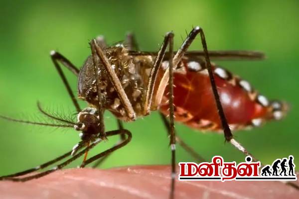 டெங்கு கொசுவை ஒழித்துக் கட்டும் புதிய தொழிற்சாலை.. இங்கு என்ன உள்ளது தெரியுமா? | Dengue Brazil Start Biofactory For Mosquitoes