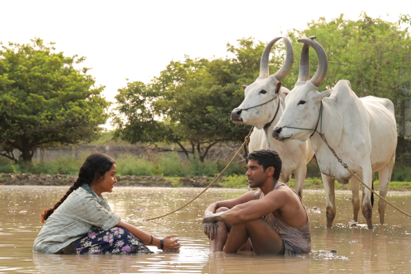 பைசன் படத்தின் 25வது நாள்.. இதுவரை பாக்ஸ் ஆபிஸில் செய்துள்ள வசூல் எவ்வளவு தெரியுமா | Bison 25Th Day Box Office Collection Report