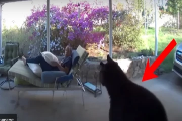 திடீரென குடியிருப்புக்குள் நுழைந்த கரடியை கண்டதும் அதிர்ச்சியில் உறைந்த நபர்!