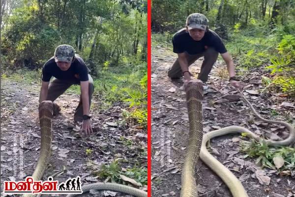 viral video: ராஜ நாகத்திடம் வித்தை காட்டிய இளைஞன்... இறுதியில் நடந்ததை பாருங்க | Young Man Performed With King Cobra Video Viral