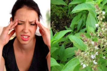 தலைவலியை நிமிடத்தில் சரிசெய்யும் அற்புத மூலிகை! இதன் மற்ற பயன்கள் தெரியுமா?