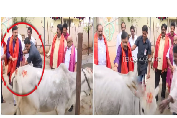 g-v-l-narasimha-rao-cow-attack-viral-video