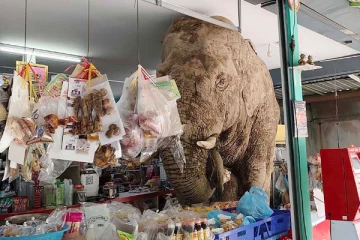 பல்பொருள் அங்காடியில் கேக் மற்றும் முட்டைகள் சாப்பிட்ட யானை