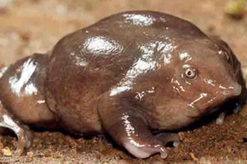 அழியும் விளிம்பில் பன்றி மூக்கு தவளை! கேரள மாநில தவளையாக அறிவிக்கப்படுமா?