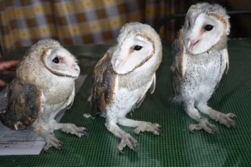 புத்தளத்தில் உயிருடன் மீட்கப்பட்ட அரிய வகை ஆந்தைகள்!