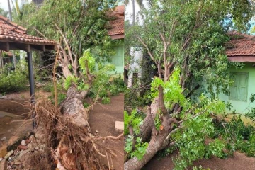 யாழில் பாடசாலை மீது முறிந்து விழுந்த மலைவேம்பு!