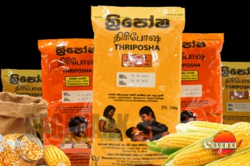 හැමෝම හම්බෙනකල් බලන් ඉන්න ත්‍රිපෝෂ ගැන හෙළිදරව්වක්