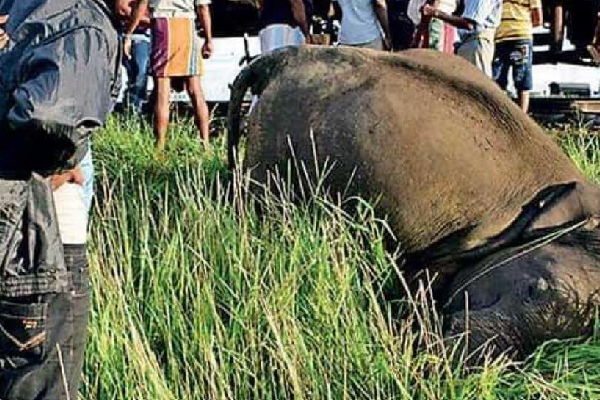 வவுனியாவில் ரயில் மோதி யானைகள் உயிரிழப்பு | Elephants Killed In Vavuniya Train Collision