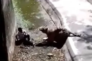 புலிக் கூண்டுக்குள் விழுந்த இளைஞர்: இரத்தத்தை உறைய வைக்கும் திகில் காட்சிகள்