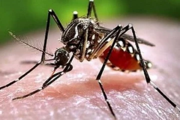 டெங்கு காய்ச்சலால் உயிரிழந்த நான்கு வயது குழந்தை