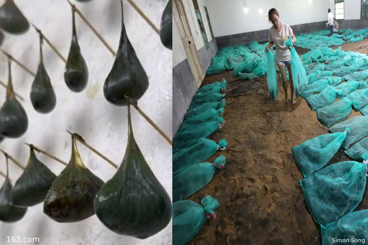 விஷ பாம்புகளை வளர்த்து கோடிகளில் வருமானம் ஈட்டும் இளம் பெண் | China Women Earns Crore By Raising Venomous Snakes