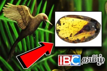 10 கோடி ஆண்டுகள் பழமையான டைனோசர் எலும்பு கண்டுபிடிப்பு