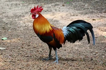 தினமும் தூக்கத்தை கெடுத்த சேவல் மீது புகார் அளித்த நபர்.... தீர்ப்பு என்ன தெரியுமா?