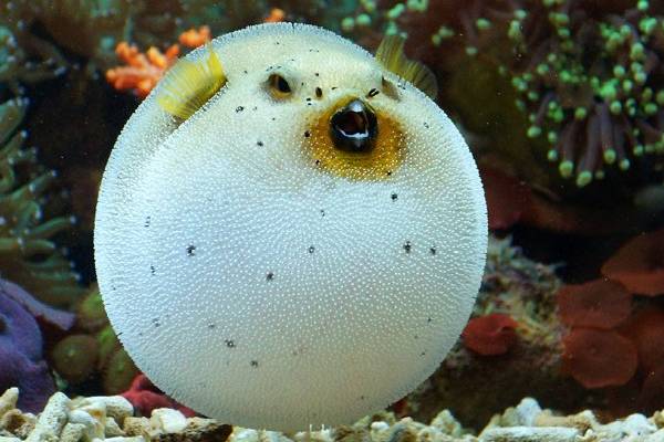 மனித மூளைக்கே ட்ஃப் கொடுக்கும் Puffer Fish! வியக்க வைக்கும் கலைப்படைப்பு எதற்காக தெரியுமா? | Interesting Facts About Puffer Fish Floor Design