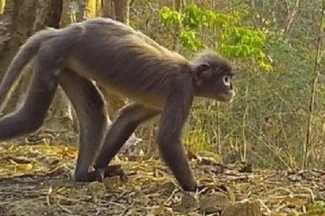 தென்கிழக்கு ஆசியாவில் கண்டறியப்பட்ட 224 புதிய உயிரினங்கள்