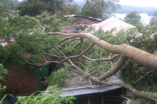 சீரற்ற காலநிலை! இரு வீட்டின் மீது முறிந்து வீழ்ந்த மரம் | Random Weather Fallen Tree On Two Houses சீரற்ற காலநிலை! இரு வீட்டின் மீது முறிந்து வீழ்ந்த மரம் | Random Weather Fallen Tree On Two Houses