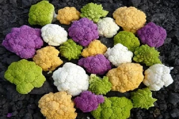 காலிஃப்ளவாில் இந்த வகை இருக்கா? அதன் நன்மைகள் என்ன தெரியுமா?