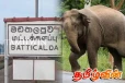 மட்டக்களப்பில் காட்டுயானை தாக்குதலுக்கு இலக்காகி குடும்பஸ்தர் மரணம்