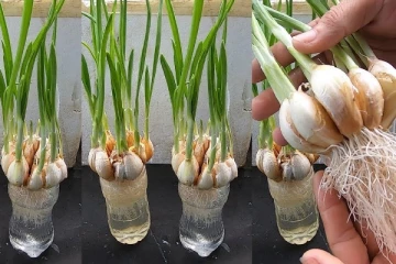 කඩෙන්ම ගන්න බලන් ඉන්නේ නැතිව ගෙදරම හදාගන්න.