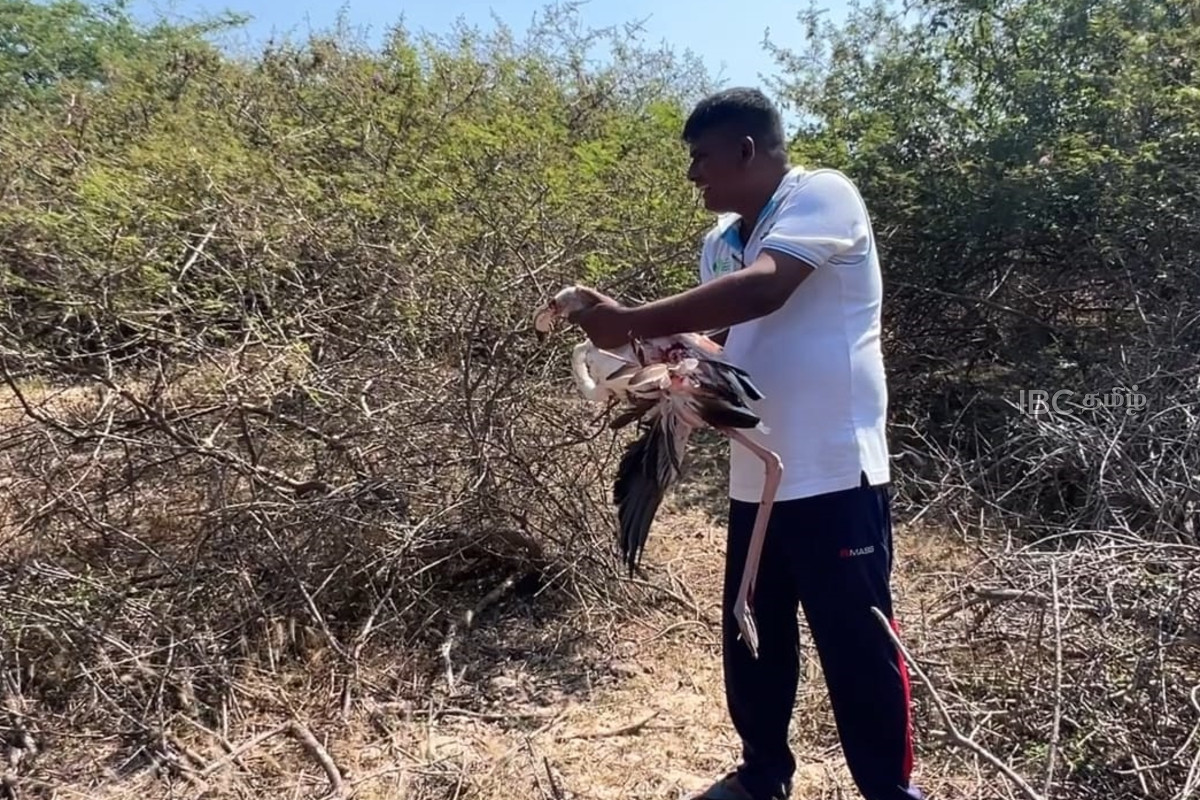 மன்னாரில் காற்றாலை மின்சார கேபிள்களில் சிக்கி பலியான வெளிநாட்டுப் பறவைகள்! | Exotic Birds Get Stuck In Power Cables And Die