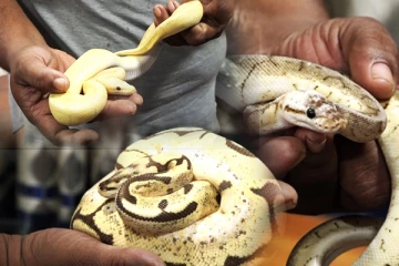 சட்டவிரோதமான முறையில் இலங்கைக்கு கொண்டு வரப்பட்ட மலைப்பாம்புகள்