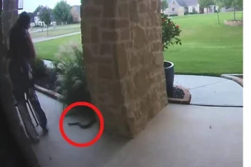 வீட்டு வாசலுக்கு வந்த பெண் முன்னால் திடீரென படமெடுத்து விஸ்வரூபமாக நின்ற பாம்பு! பதைபதைக்கும் வீடியோ