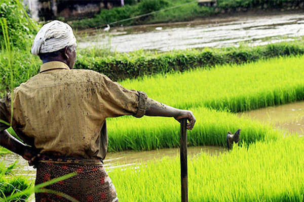 வீழ்ச்சியடையும் நெல்லின் விலை! வெளியான தகவல் | Sri Lanka Paddy Price Drop