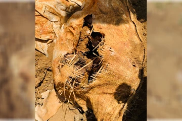 யாழில் தனியார் காணியொன்றில் குண்டுகள் மீட்பு (Photos)