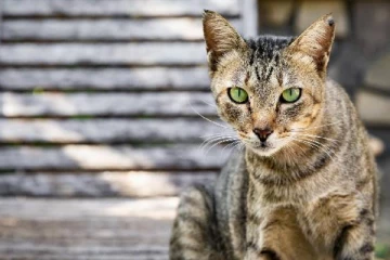 பூனையால் திடீரென தீப்பற்றி எரிந்த வீடு... வெளியான அதிர்ச்சி காரணம்!