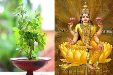 லட்சுமி தேவியின் முழு அருளை பெற வேண்டுமா? அப்போ வீட்டில் இந்த செடியை நடுங்கள்