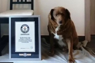 ලොව වයස්ගතම සුනඛයා වාර්ථාව බිද වැටේ - නව වාර්තාවක් "බොබී" ගෙන්..(PHOTOS)