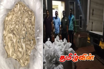 இலங்கைக்கு கடத்த இருந்த பாரியளவு காய்ந்த இஞ்சி பறிமுதல்