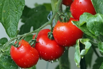 தக்காளி உண்ணவேண்டாம்... பிரித்தானியர்களுக்கு நிபுணர் எச்சரிக்கை