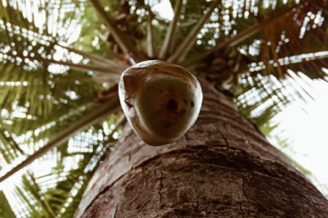 யாழில் தென்னை மரத்திலிருந்து விழுந்த தந்தைக்கு நேர்ந்த சோகம்