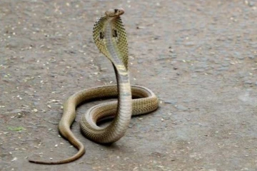 தன்னை கடித்த பாம்புக்கு பாடம் புகட்ட பலி வாங்கிய நபர்... மறுநாள் காலையில் குடும்பத்திற்கு காத்திருந்த பேரதிர்ச்சி