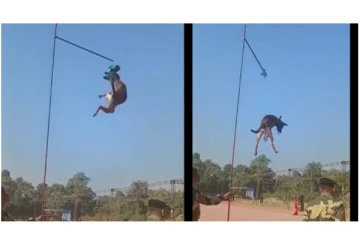 ‘Flying Moon Jump’ போட்டியில் சாதனைப் படைத்த BSF நாய் - வைரலாகும் வீடியோ...!