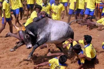 முடிஞ்சா எங்கள தொட்டு பாருங்க! சீறிப்பாயும் காளைகள்- நேரலை வீடியோ காட்சிகள்