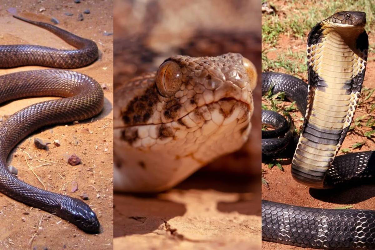ஒரே கடியில் ஒரே நொடியில் மரணம் - உலகின் ஆபத்தான பாம்புகள் | Top Dangerous Snakes In The World ஒரே கடியில் ஒரே நொடியில் மரணம் - உலகின் ஆபத்தான பாம்புகள் | Top Dangerous Snakes In The World