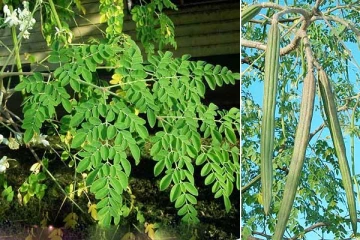 முருங்கை கீரையை வீட்டின் முன்பு வளர்க்கக்கூடாது ஏன்? உண்மை காரணம் இதோ