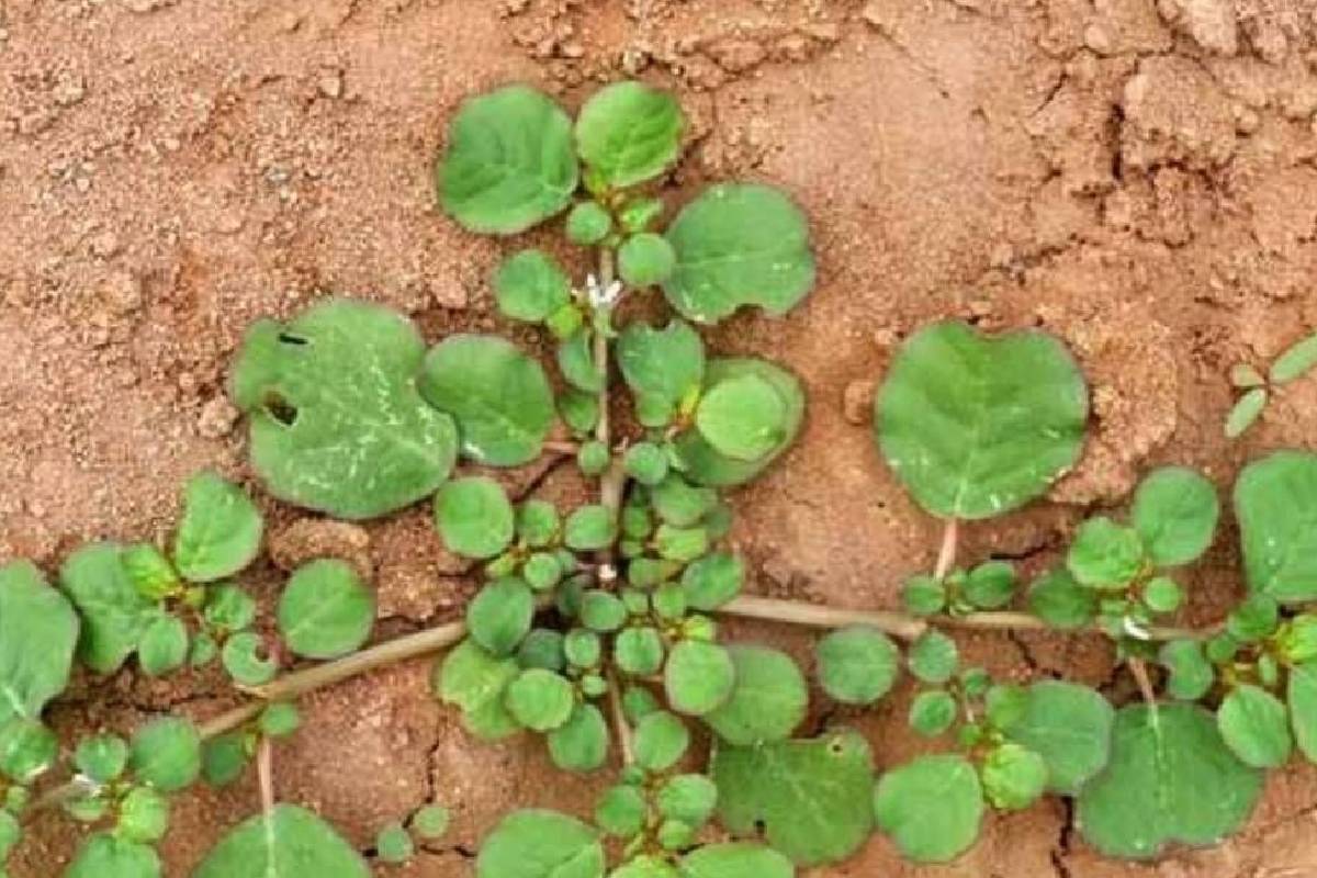 பலரும் கண்டுக்கொள்ளாத மூக்கிரட்டை கீரையில் இவ்வளவு நன்மைகளா? | Punarnava Benefits In Tamil