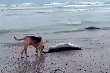 ரஷ்ய கடற்கரையில் ஒதுங்கிய 484 சீல் சடலங்கள்! விசாரணை தீவிரம்